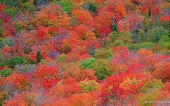 Fall Foliage Wallpaper For Desktop