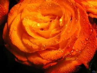 Orange Flowers Wallpaper X