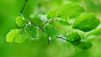 Beautiful Rain Drops Wallpaper With Quotes Image