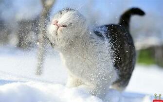 Beautiful Russian Cat HD Wallpaper