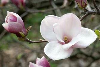 Magnolia Picture HD Wallpaper