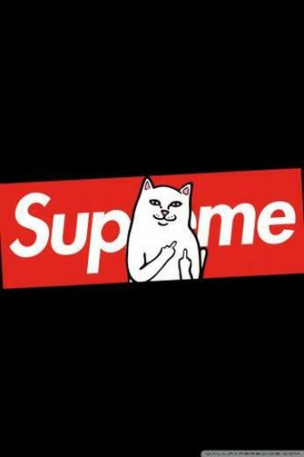 Supreme Cat 4k HD Desktop Wallpaper For Ultra Tv Dual