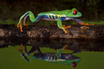 Red Eyed Tree Frog 4k Ultra HD Wallpaper