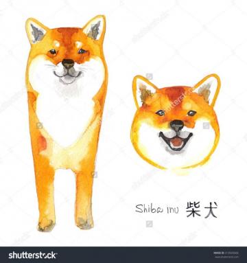 Shiba Inu Dog Painted With Watercolors On White Background