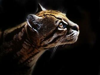 Best Ocelot Wallpaper Mc