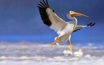 American White Pelican Wallpaper