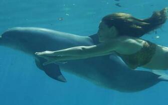 HD Dolphins Wallpaper And Photos Animals