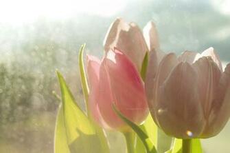 Hello Spring Wallpaper