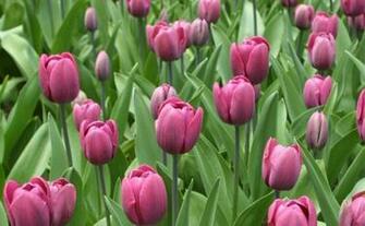 Fine Gardening Wallpaper Tulipa Blue Ribbon