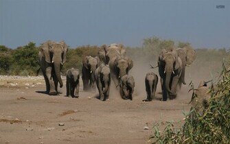 Baby Elephant Wallpaper HD And