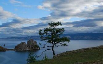 Lonely Tree At Shore Wallpaper