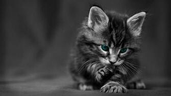 Cute Black Wallpaper