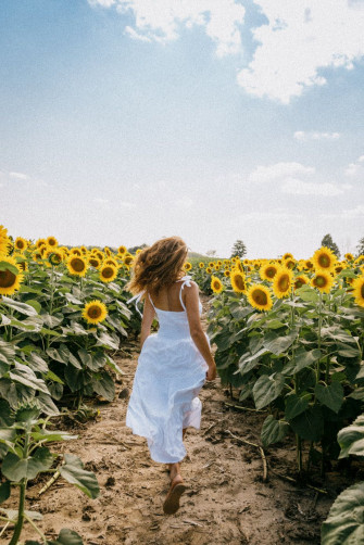 Sunflower Field Wallpaper