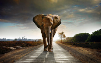Elephant Wallpaper