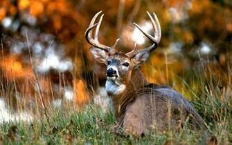 Deer Desktop Wallpaper