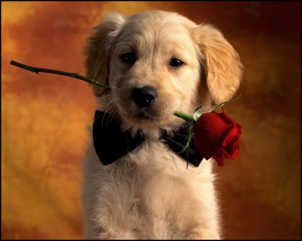 Cute Dogs Wallpaper