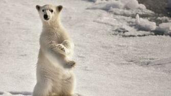 Ice Snow Animals Polar Bears Baby Wallpaper