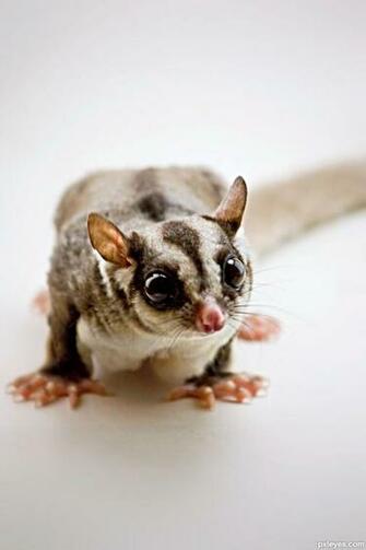 Sugar Glider Wallpaper HD