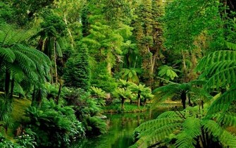 Green Forest Wallpaper