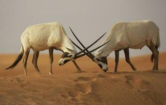 Wallpaper Desert The Opposition Battle Fight Sands