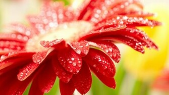 Screensavers Flowers Screensaver Desktop Wallpaper HD