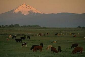 Image Horse Farm Wallpaper