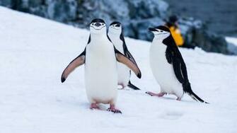 Best Penguin Pictures HD Image