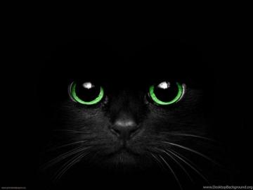 Pictures Black Cat With Green Eyes Desktop Background