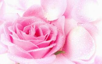 Pretty Pink Roses Wallpaper Color Photo