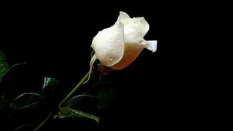 White Roses Black Background