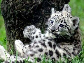 Baby White Tiger Wallpaper