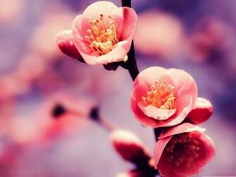 Springtime Spring Jpg
