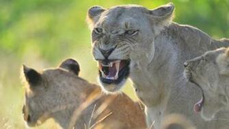Lions And Tigers HD Wallpaper