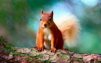 Funny Red Squirrel Wallpaper And Image Pictures