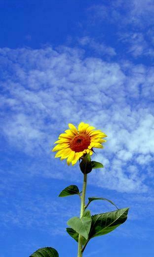 Cell Phone Wallpaper HD And Screensavers