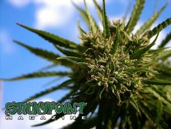 Cannabis Wallpaper Stickypoint Magazine