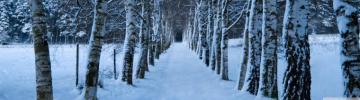 Birch Trees Alley Winter Ultra HD Desktop Background Wallpaper