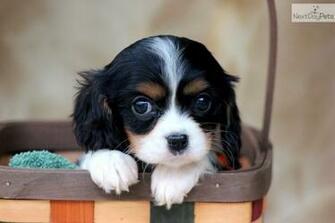 Cavalier King Charles Spaniel Puppies Cool Wallpaper