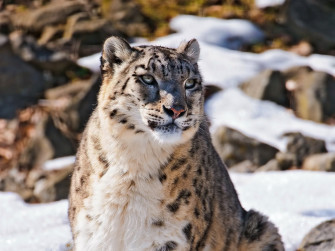 Snow Leopard Full HD Wallpaper And Image