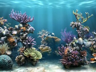 Coral Reef Wallpaper