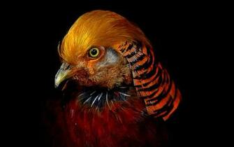 Bird Full HD Wallpaper And Background Id