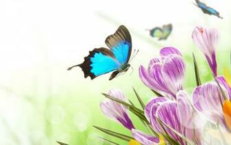Spring Flowers And Butterflies Wallpaper
