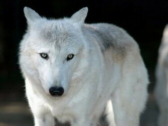 White Wolf Wallpaper HD In Animals Imageci
