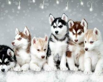 Wallpaper HD For Your Desktop Smartphone Tablet
