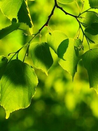 Check This Beautiful Set Of Natural Mobile Walls Leaves