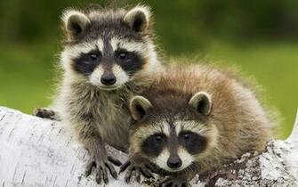 Raccoon HD Wallpaper Movies Songs Lyrics