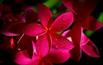 Red Plumeria Flowers Wallpaper HD