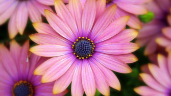 Gerbera Daisies Wallpaper