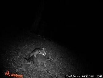 Name Funny Coon Pic Jpgs 6708size Kb
