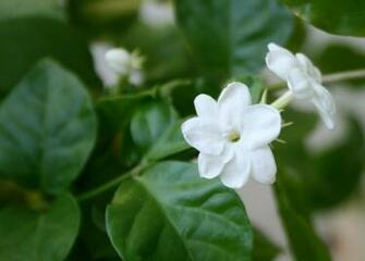 Jasmine Flower Wallpaper News